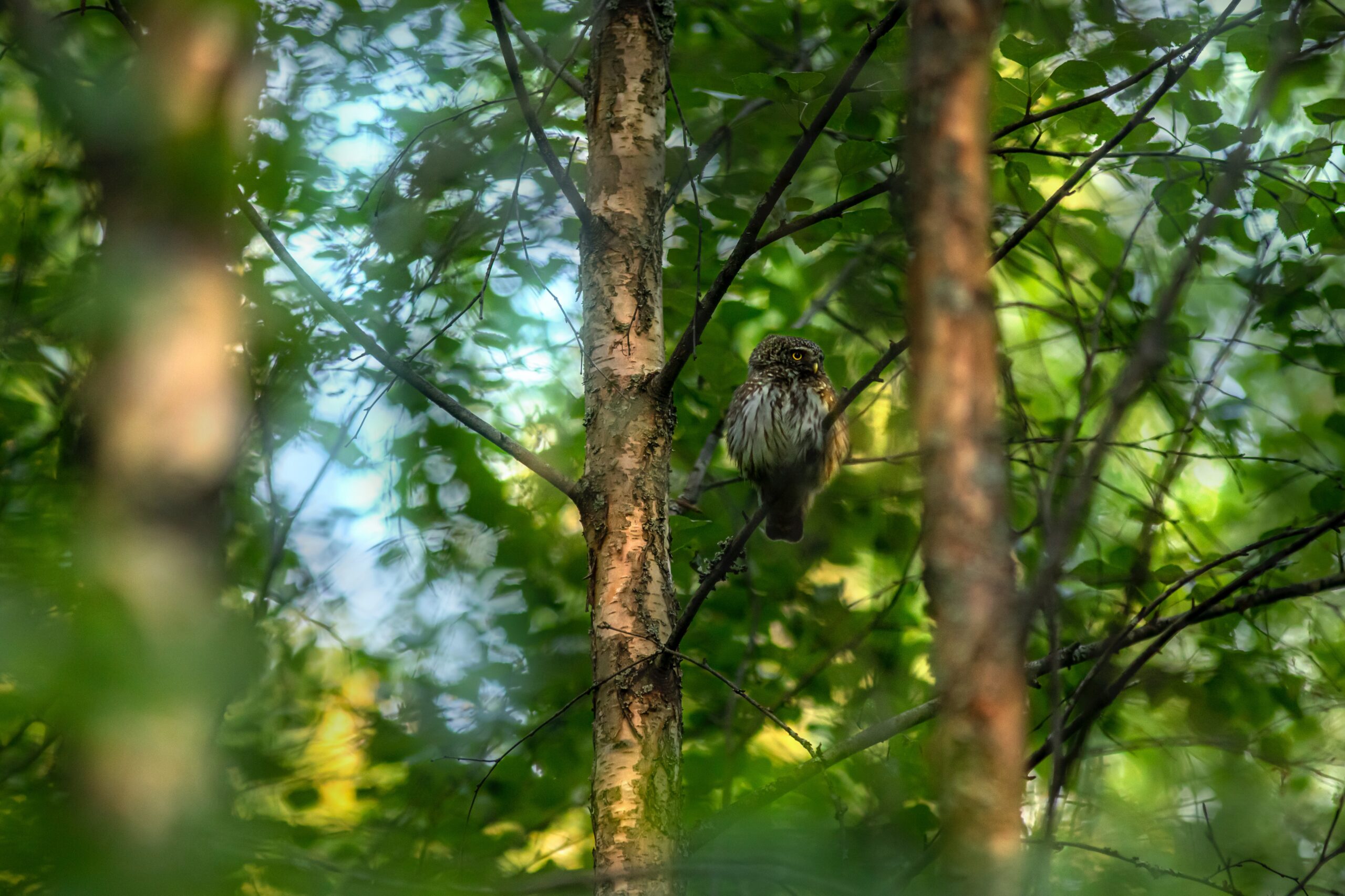 Vogelbeobachtung